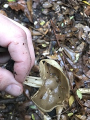 Helvella acetabulum