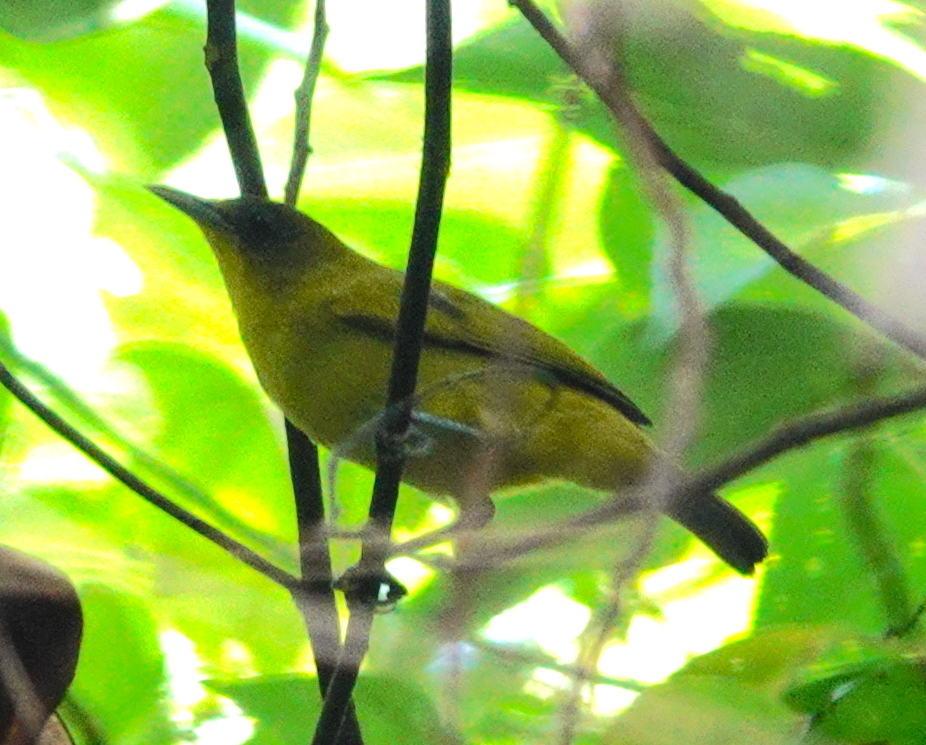 Kai Kecil White-eye illustration