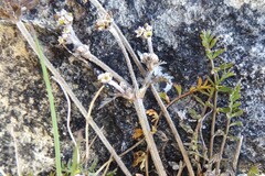 Chaerophyllum novae-zelandiae