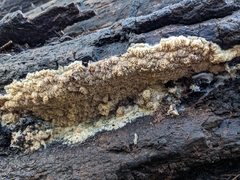 Serpula himantioides