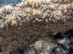 Serpula himantioides