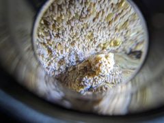 Serpula himantioides