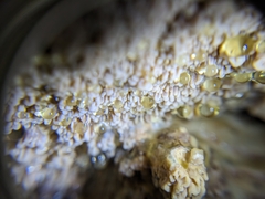 Serpula himantioides