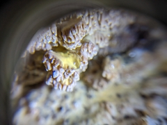 Serpula himantioides