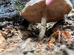 Pluteus
