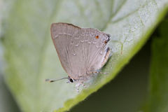 Ignata brasiliensis
