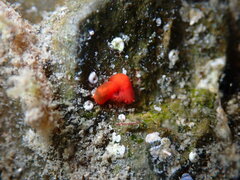 Vayssierea cinnabarea