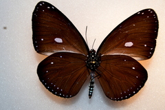 Euploea eunice