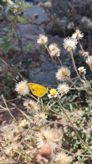 Pyrisitia lisa centralis