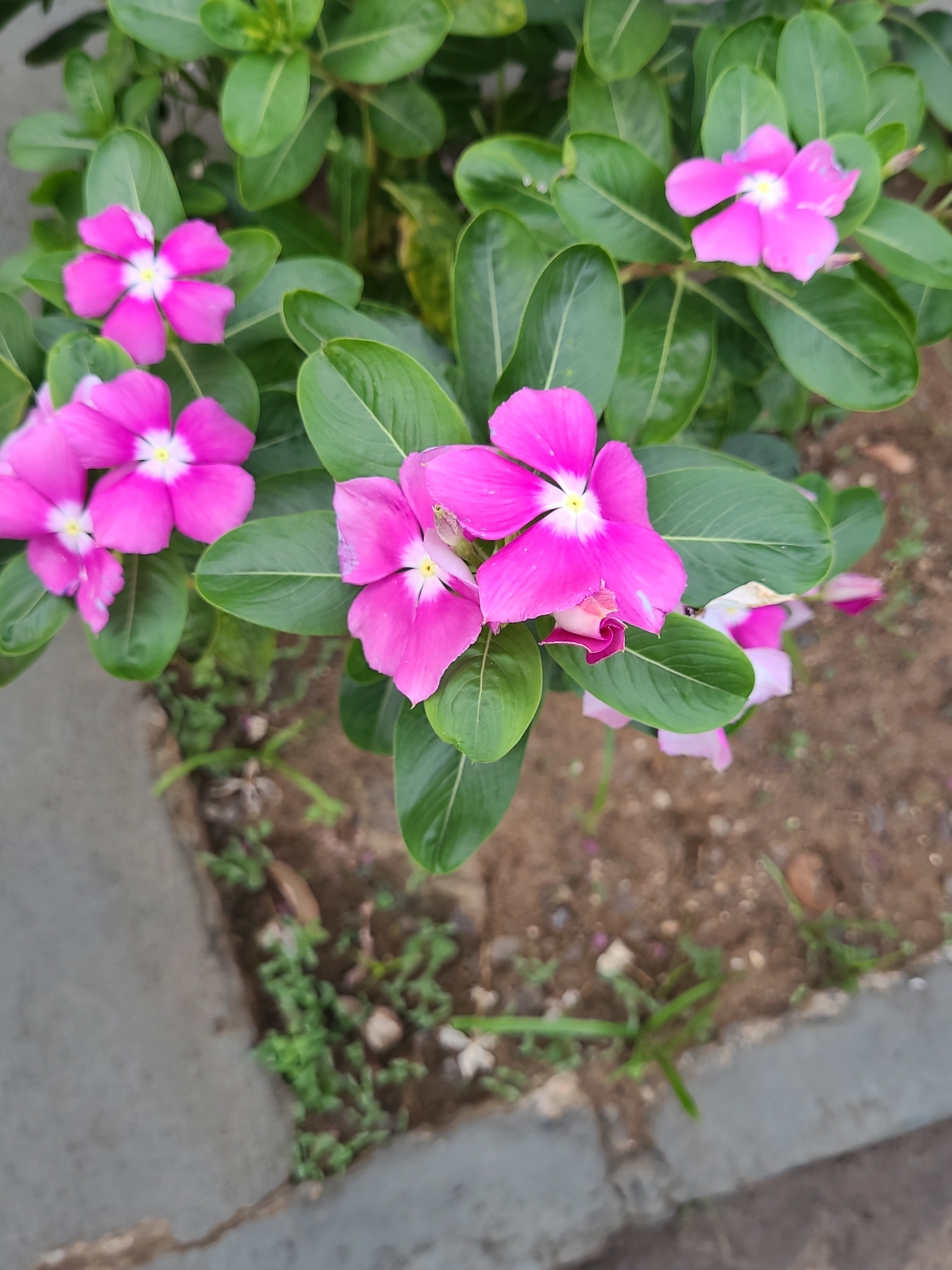 Catharanthus roseus