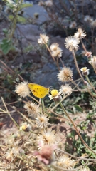 Pyrisitia lisa centralis