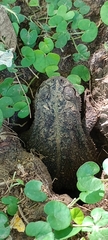 Rhinella dorbignyi