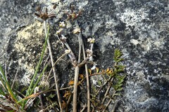 Chaerophyllum novae-zelandiae