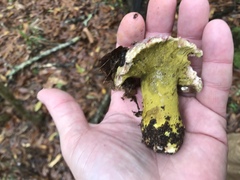 Hypomyces luteovirens