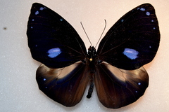 Euploea eunice