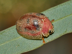 Paropsis roseola