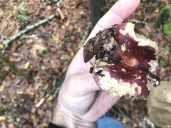 Hypomyces luteovirens