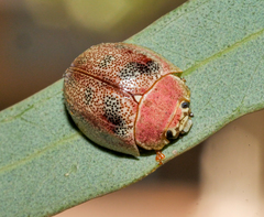 Paropsis roseola