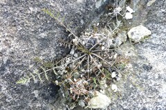 Chaerophyllum novae-zelandiae