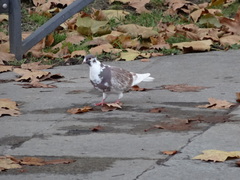 Columba livia domestica