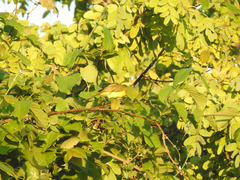 Chlorocichla flaviventris