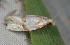 Aethes ringsi