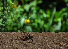 Podarcis muralis