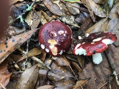 Russula vinacea