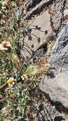 Pieris rapae rapae