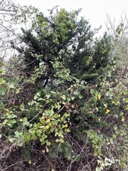 Juniperus ashei