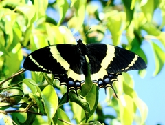 Papilio garamas garamas