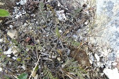 Chaerophyllum novae-zelandiae