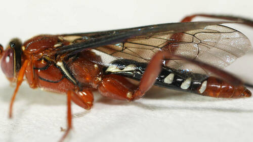 Orchid Dupe Wasp