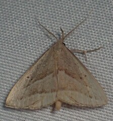 Macrochilo absorptalis