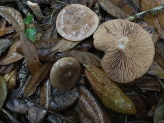Lactarius proximellus
