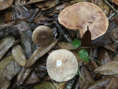 Lactarius proximellus