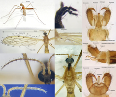 Limonia phragmitidis