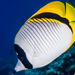 Lined Butterflyfish - Photo (c) zsispeo, some rights reserved (CC BY-NC-SA)