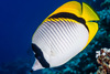 Lined Butterflyfish - Photo (c) zsispeo, some rights reserved (CC BY-NC-SA)
