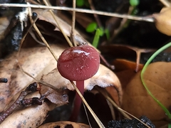 Marasmius plicatulus
