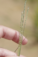 Digitaria filiformis