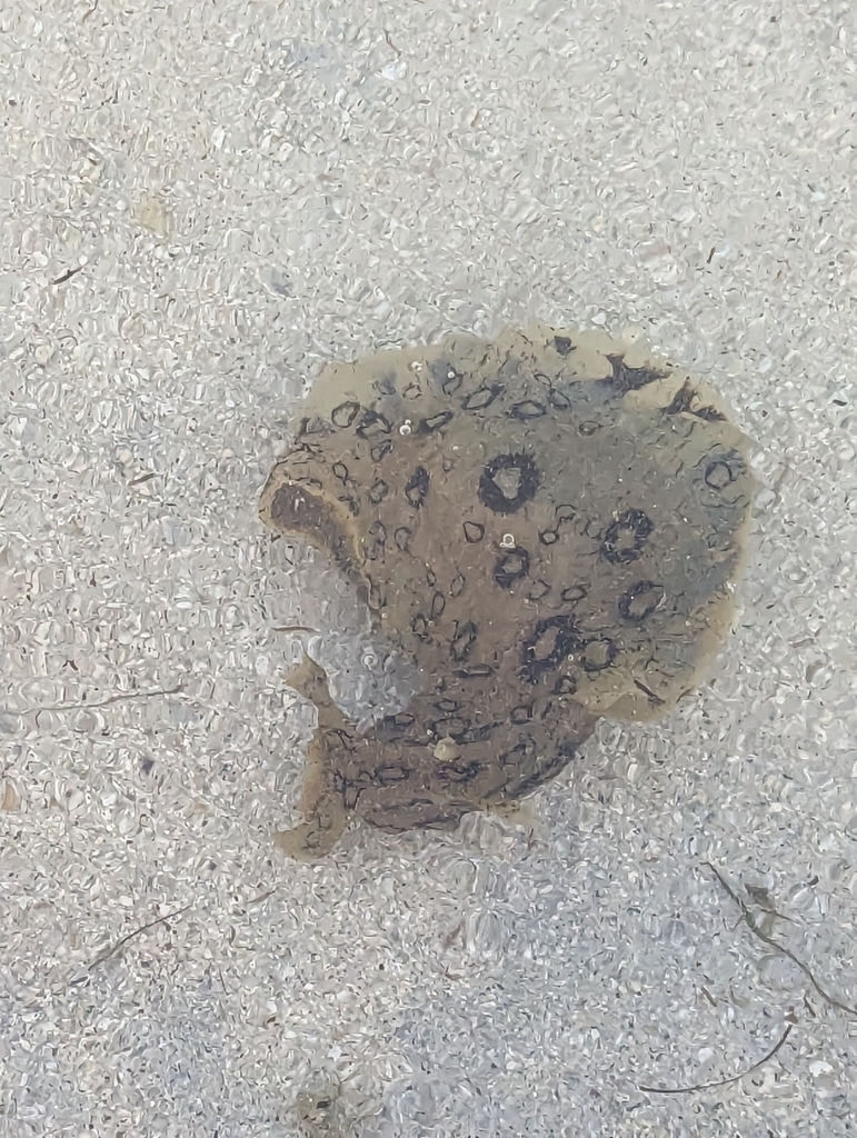 Large-spotted sea hare