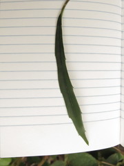 Telanthophora liebmannii