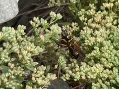Sceliphron asiaticum