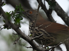 Toxostoma longirostre