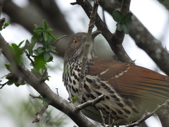 Toxostoma longirostre