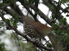 Toxostoma longirostre