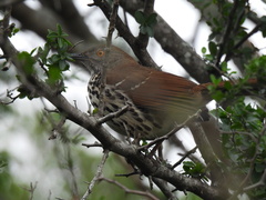 Toxostoma longirostre