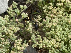 Sceliphron asiaticum