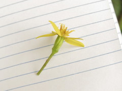 Telanthophora liebmannii